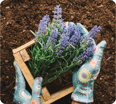 gardening concept with hands holding wooden flower box