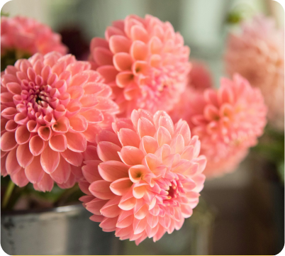 bouquet of pink flowers